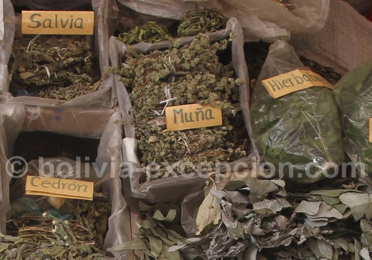 Muña Muña